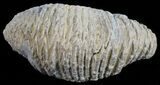 Cretaceous Fossil Oyster (Rastellum) - Madagascar #54446-1